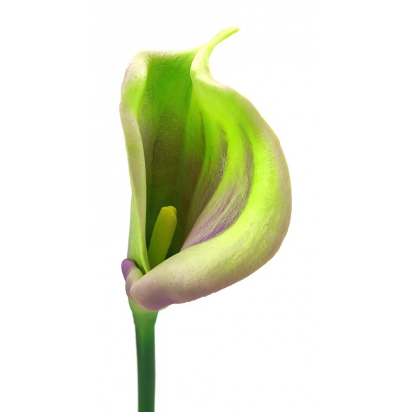 Miniatura: Calla piankowa mix kolorów 65 cm