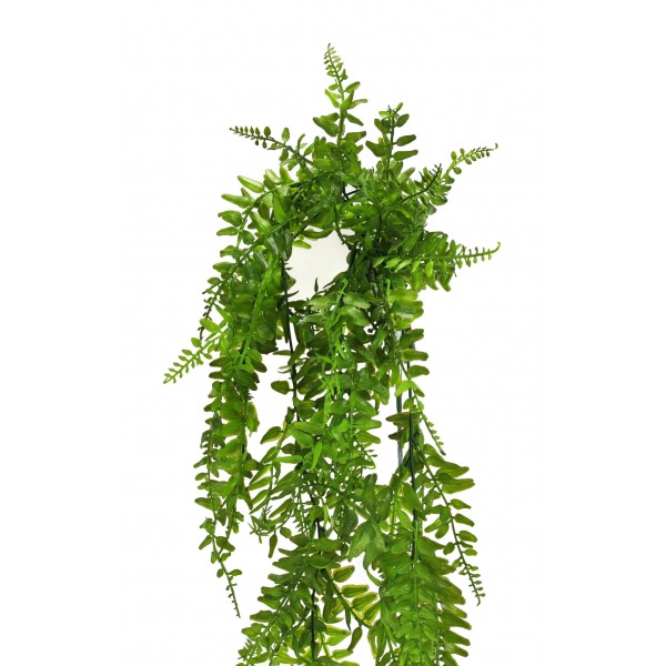 Miniatura: Paprotka zwisająca brązowo-zielona 80 cm
