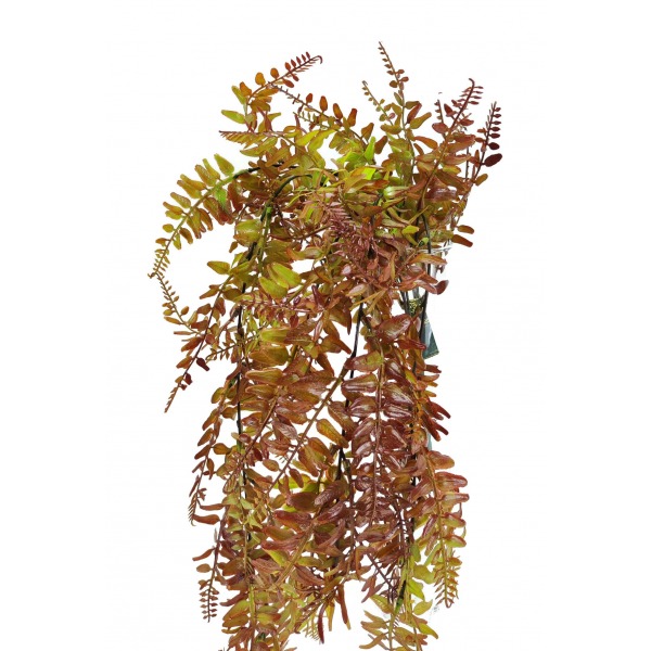 Miniatura: Paprotka zwisająca brązowo-zielona 80 cm