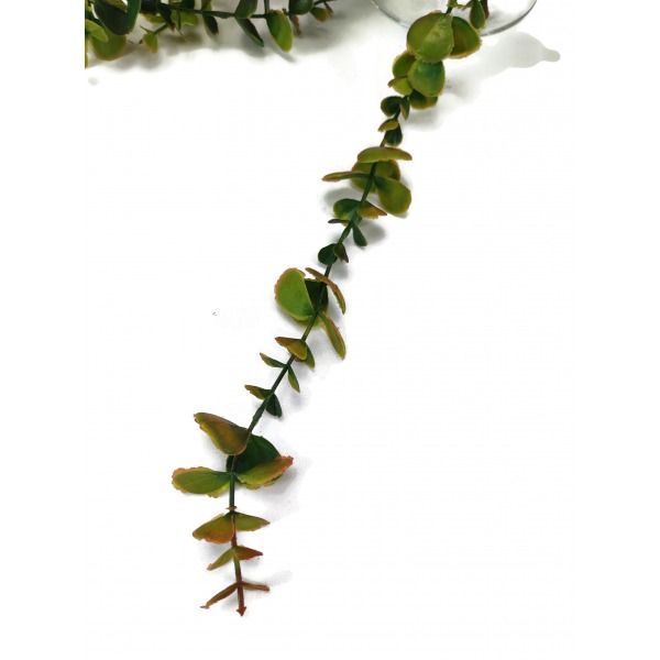Miniatura: Sztuczna gałązka eukaliptusa zwisającego 100 cm – zielona dekoracja florystyczna