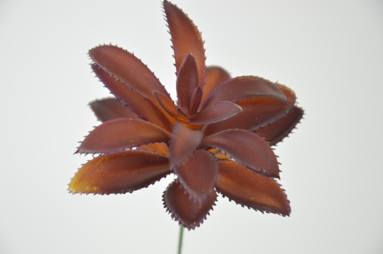 Miniatura: Sukulenty