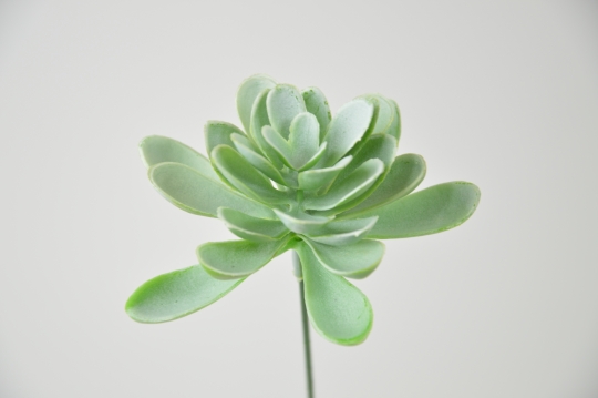 Miniatura: Sukulenty