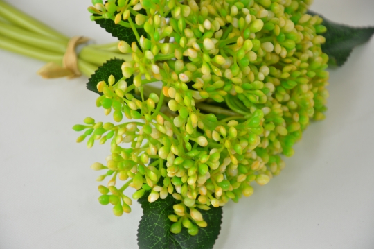 Miniatura: Trachelium