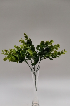 Miniatura: Bukszpan pęczek