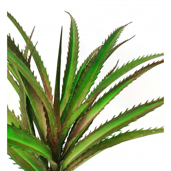 Miniatura: Aloes 