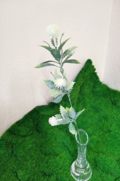 Miniatura: Oset drobny 