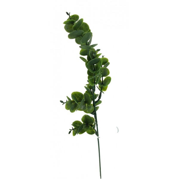 Miniatura: Eukaliptus zielony