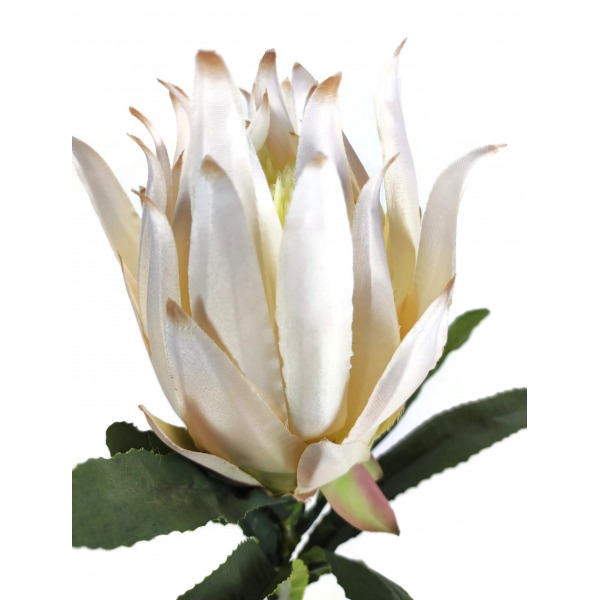 Miniatura: Sztuczna protea na łodydze 70 cm – kremowy kwiat dekoracyjny